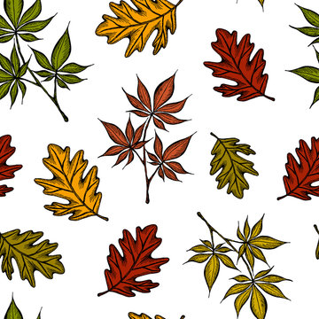 Vector illustration of hand drawn sketch pattern with colorful Autumn leaves. For textile or book covers, wallpapers, design, graphic art, printing, invitation. Maple and oak leaf. Vintage background.