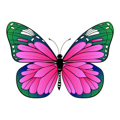 colourful butterfly on white background Vector art