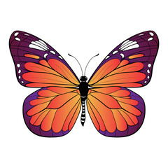 colourful butterfly on white background Vector art