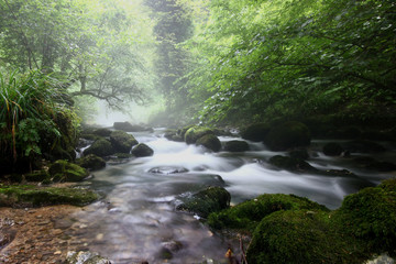 Obraz premium landscape with the flow of a mountain river against a misty forest