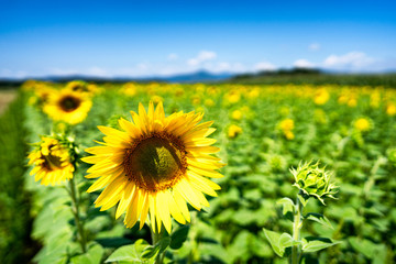 Sea of Sunflowers in Carinthia, Austria