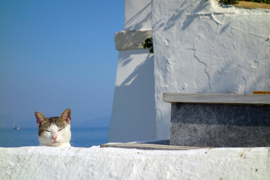 Proud Cat With Closed Eyes