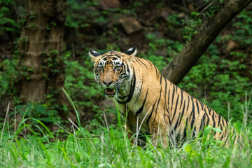 Fototapeta na wymiar In an evening safari to buffer zone during monsoon season A handsome and wild male tiger (panthera tigris) sighted in green background after heavy rains at Ranthambore National Park, Rajasthan, India