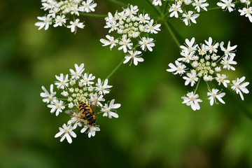 Wiesen-Bärenklau, Blüten