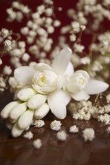 Beautiful flowers - Tuberose or agave amica (Polianthes tuberosa)