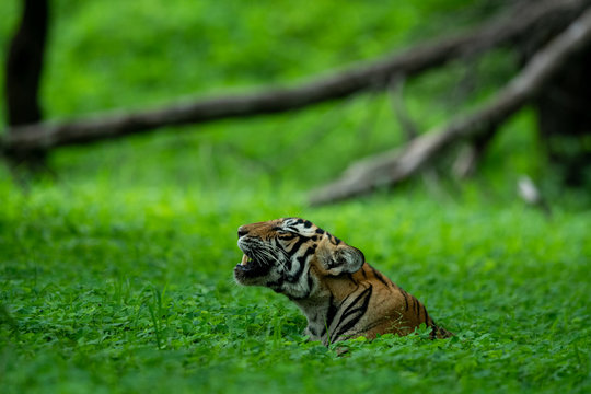 In an evening safari to buffer zone during monsoon season A handsome and wild male tiger (panthera tigris) sighted in green background after heavy rains at Ranthambore National Park, Rajasthan, India