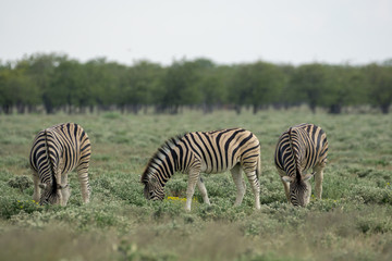 Fototapeta na wymiar Zebras in der Etosha Pfanne Namibia