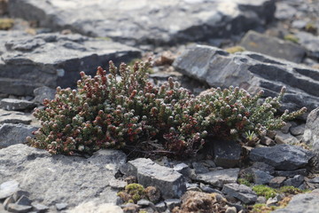 close up of diddledee on rock 