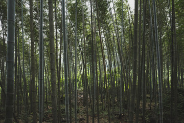 Bamboo forest of Mingyue Mountain, China