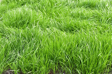 Grass grew in the meadow.
