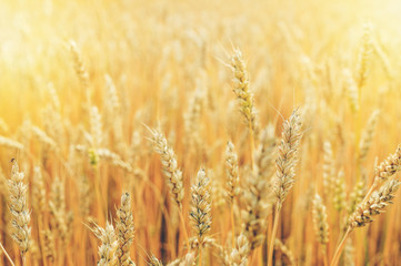 Wheat ears on a sunny summer day. Harvest concept background. Close-Up