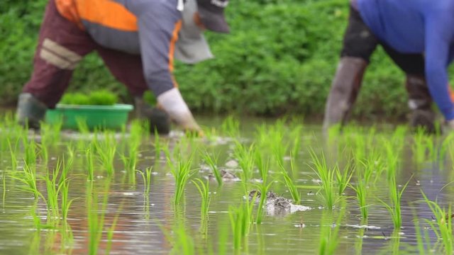Asian farmer transplant rice seedlings in rice field,Farmer planting rice in the rainy season, Asian farmer is withdrawn seedling and kick soil flick of Before the grown in paddy field, Thailand.