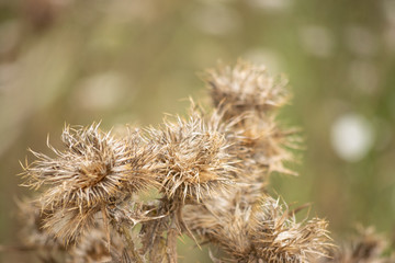 Fondo de diente de león