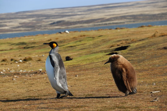 King Penguin Adult And Chick 