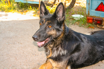 Joyful dog of the East European breed