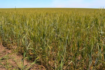 Wheat (lat. Trіticum) is a genus of herbaceous, mostly annual plants