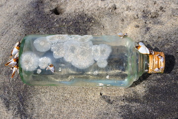 Flasche Meer Muschel