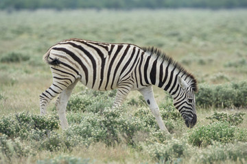 Plakat Zebras in der Etosha Pfanne Namibia