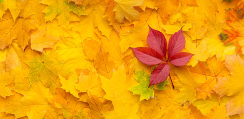 Naklejka na ściany i meble Autumn background with yellow maple leaves and one red