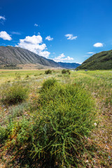 Landscape at Cardona Kur - Kechu. Altai Republic, Russia