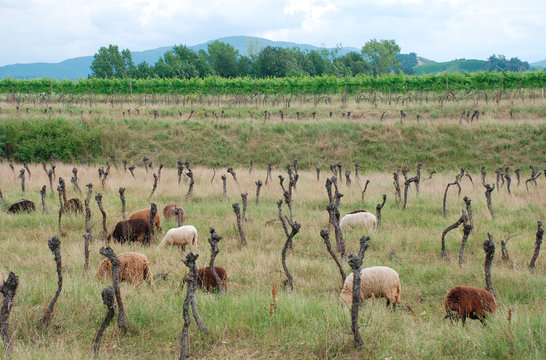 Sheep amongst grape vines which have been left to die in a field in Friuli, north east Italy