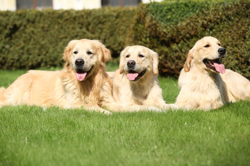 Nice golden retrievers lying together