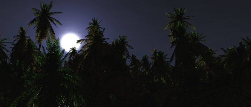 Moon over palm trees. Night jungle, 