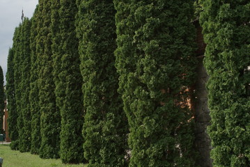 high thuja in a row
