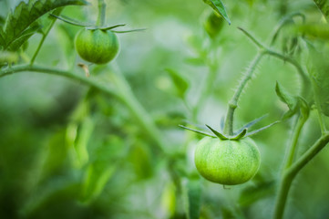 Small homemade green tomatoes on a bush growing in greenhouse conditions closeup, blurred background