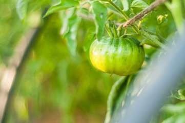 Careful homemade tomato growing in garden beds