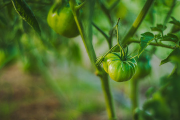 Small homemade green tomatoes on a bush growing in greenhouse conditions closeup, blurred background