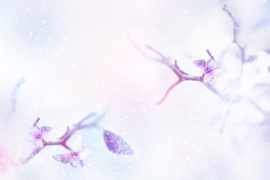 Beautiful butterflies in the snow and frost on a blue and pink background. Snowing. Artistic winter natural delicate image. Minimalism style. Selective and soft focus. Copy space.
