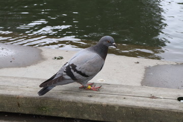 Pigeon