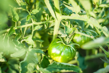 Green tomatoes hanging on the bushes at sunset.