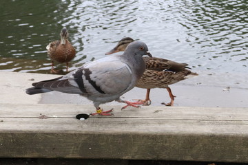 Pigeon and ducks