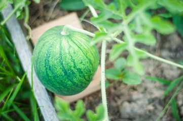 Growing homemade watermelons in the beds. Organic watermelon.