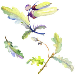 Forest acorn green leaf and nut. Watercolor background illustration set. Isolated oak illustration element.