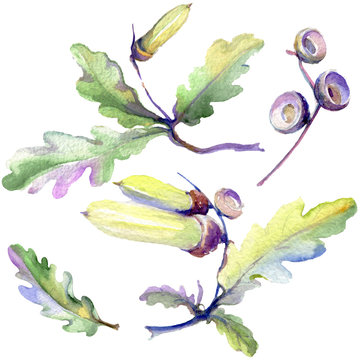 Forest acorn green leaf and nut. Watercolor background illustration set. Isolated oak illustration element.