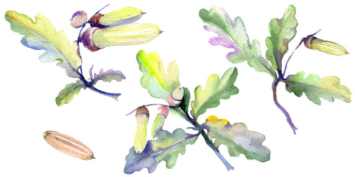Forest acorn green leaf and nut. Watercolor background illustration set. Isolated oak illustration element.