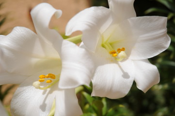 Naklejka na ściany i meble White Lily flor close-up, Lilium longiflorum