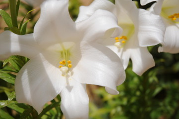 White Lily flor close-up, Lilium longiflorum