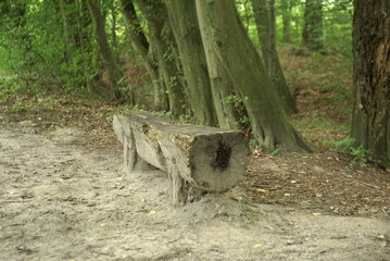 wooden bench in the forest