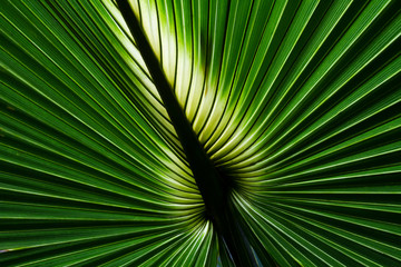 Closeup of a Backlit Fan Palm