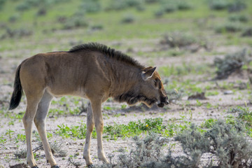 Gnus in der Etosha Pfanne Namibia