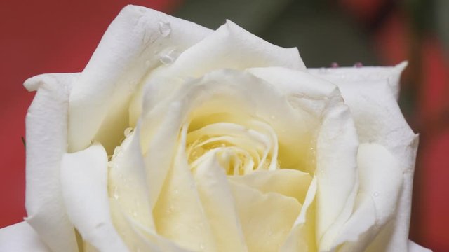 Close up White and cream rose. Flower on wedding day.