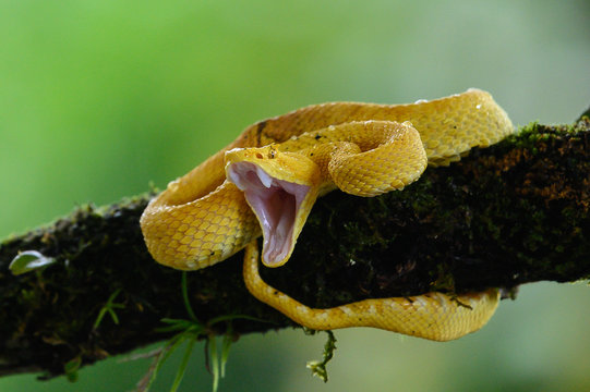 Pit Viper" Images – Browse 9,091 Stock Photos, Vectors, and Video | Adobe  Stock