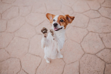 cute small jack russell terrier dog walking on two paws asking for delicious treats. Pets outdoors...