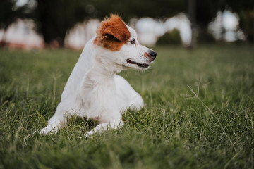 cute small jack russell terrier dog lying on the grass in a park. Pets outdoors and lifestyle