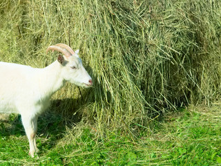 White goat eating hay, Farm animal feeding