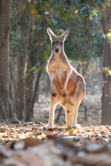Kangaroo